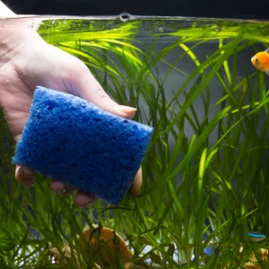 Why Regular Vacuuming is Essential for a Healthy Aquarium Ecosystem